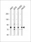 AMOTL2 Antibody (Center)